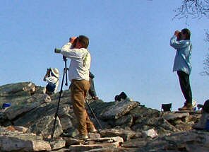 Watching Repators at Waggoner's GaP Hawk WAtch